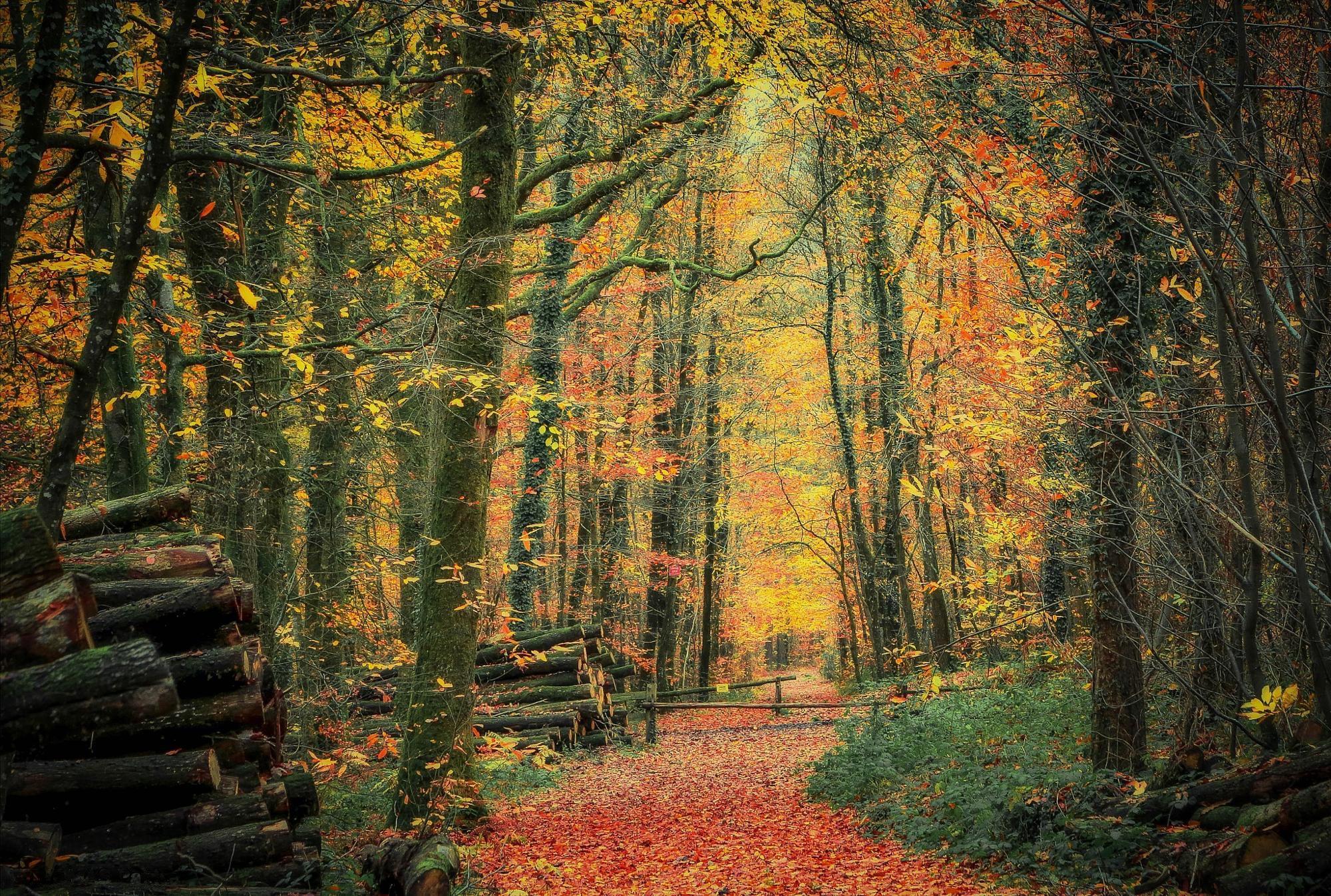 Wallpapers fallen leaves road through the forest autumn on the desktop