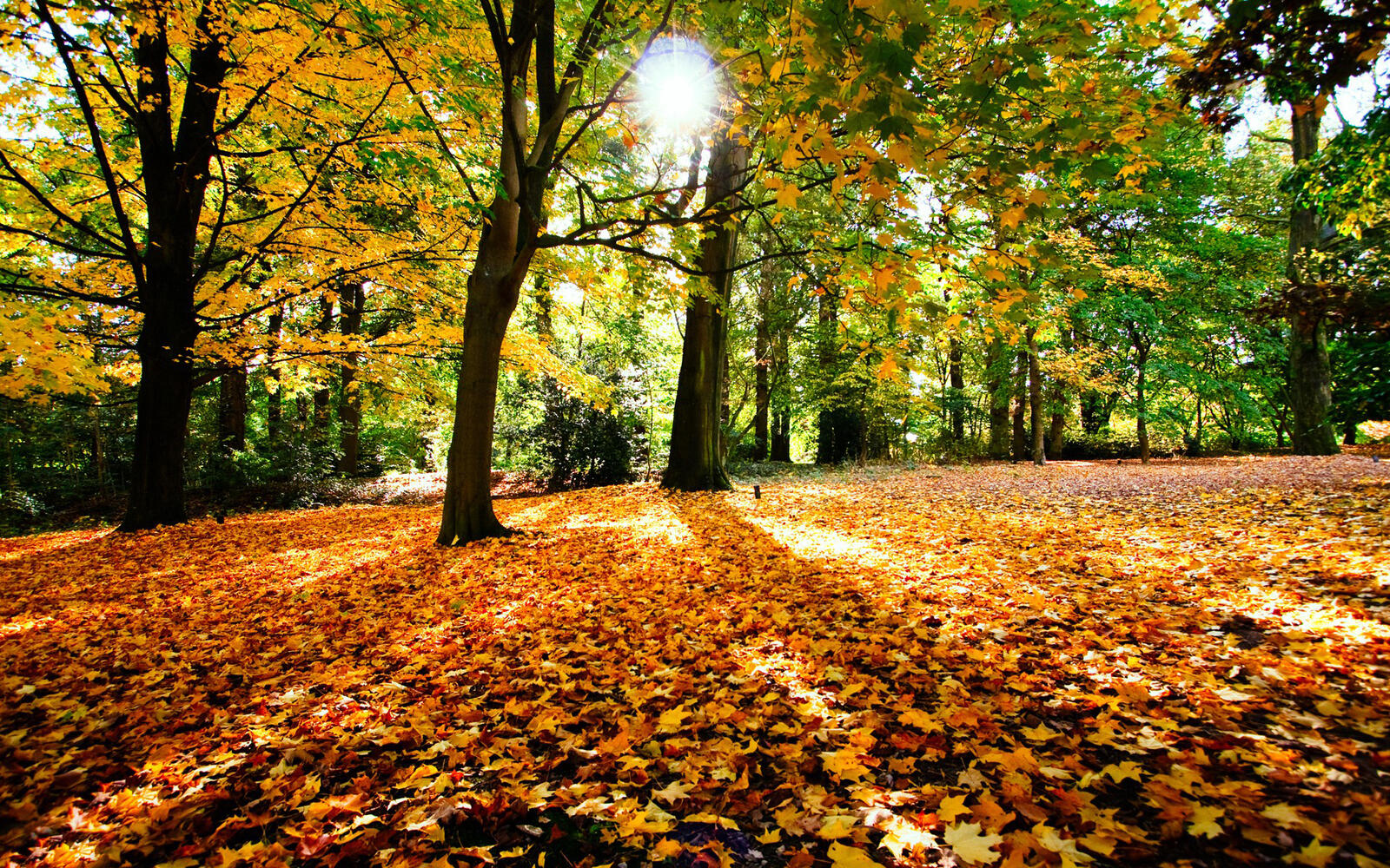 Wallpapers autumn leaf fall forest on the desktop