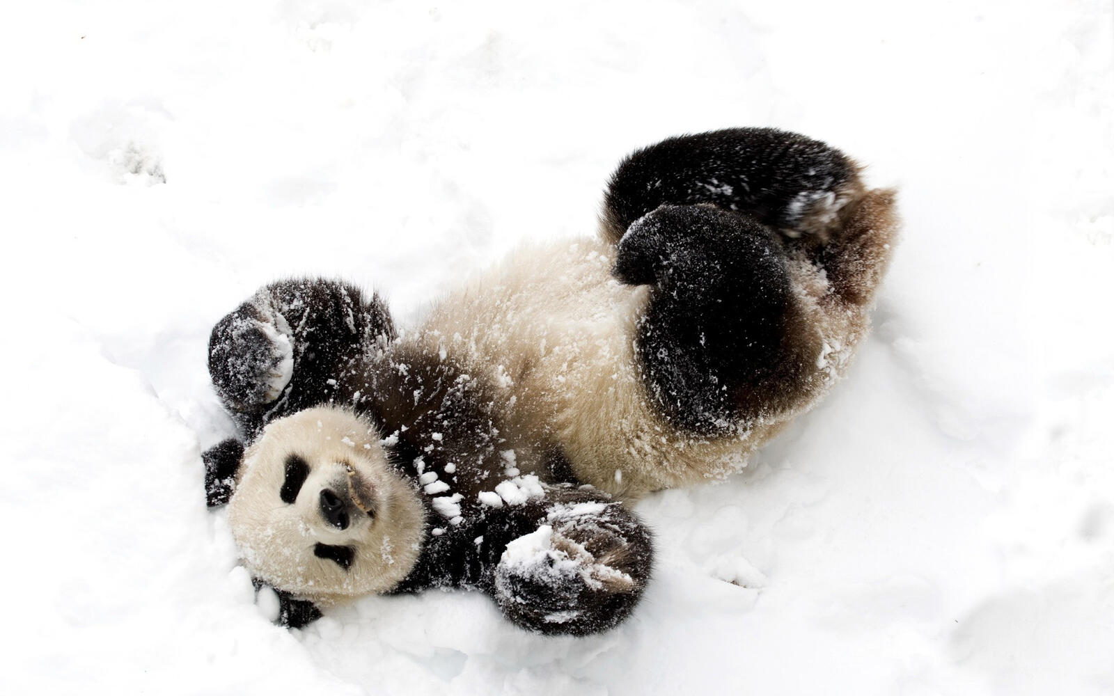 Обои панда снег воляется на рабочий стол