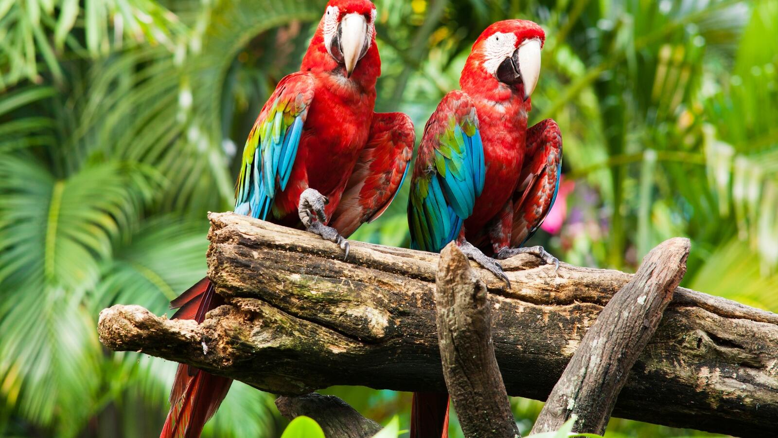 Wallpapers parrots red blue on the desktop