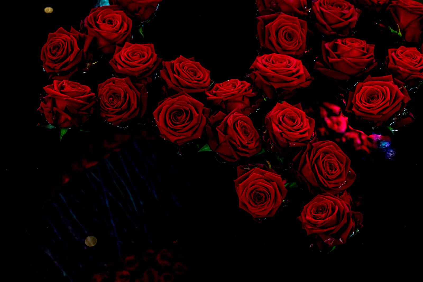 Обои много роз черный фон красные розы на рабочий стол