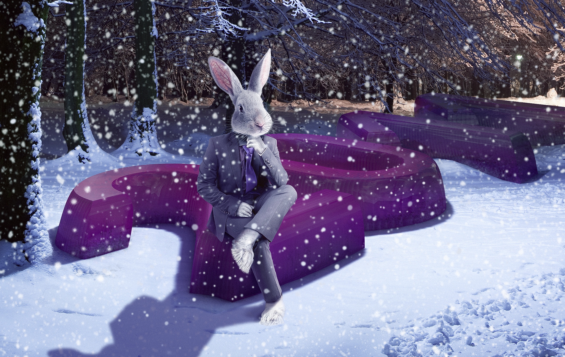 Wallpapers hare ears snow on the desktop