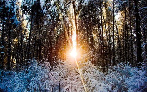 зима мороз лес