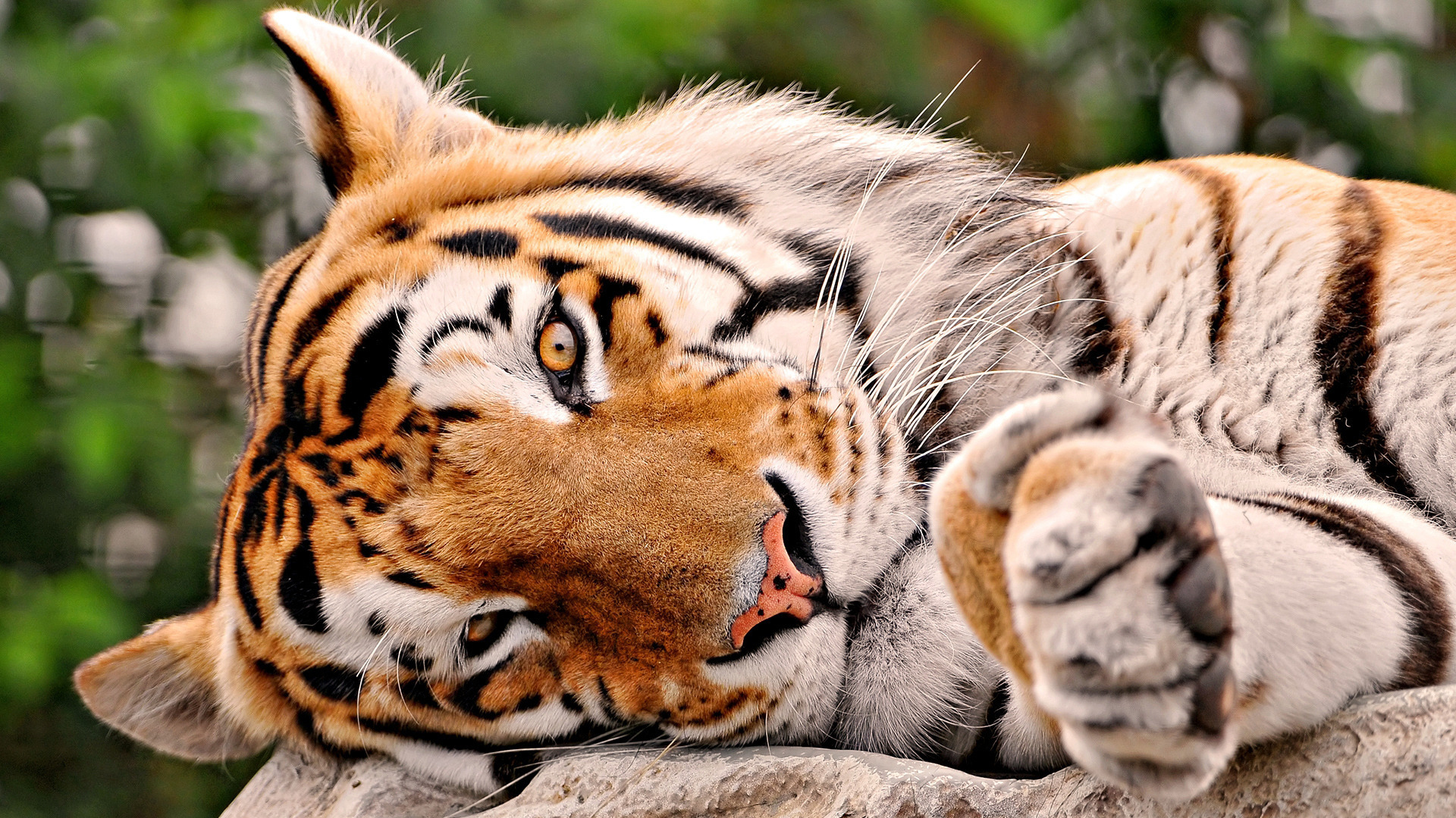 Photo free tiger, resting, lying
