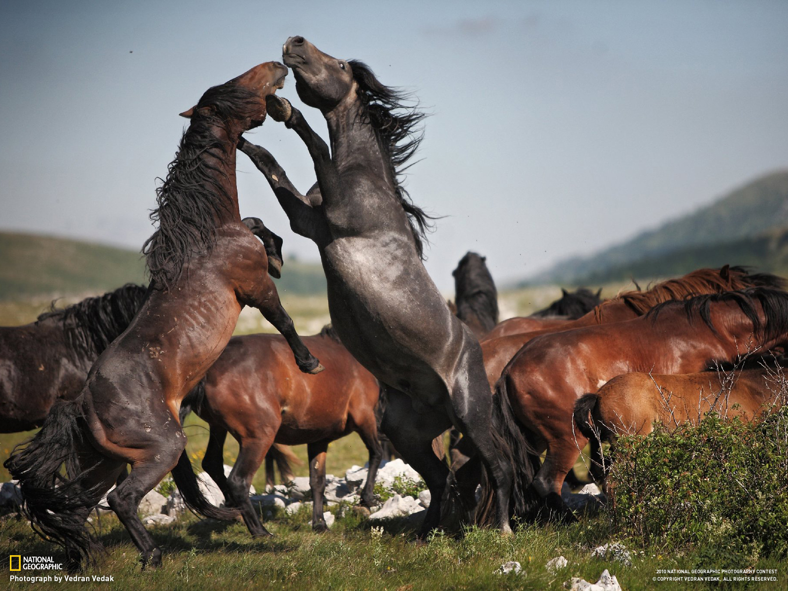 Фото бесплатно кони, лошади, коричневый