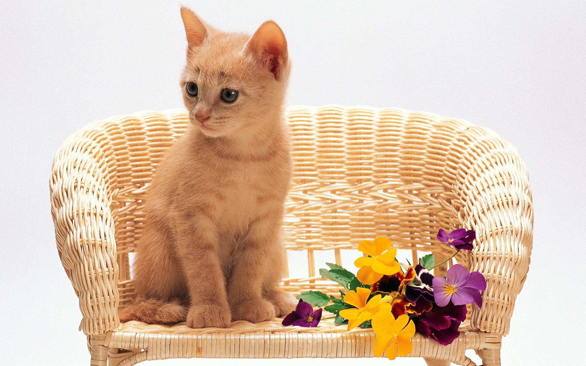 桌面上的壁纸小猫 担任主席 花朵