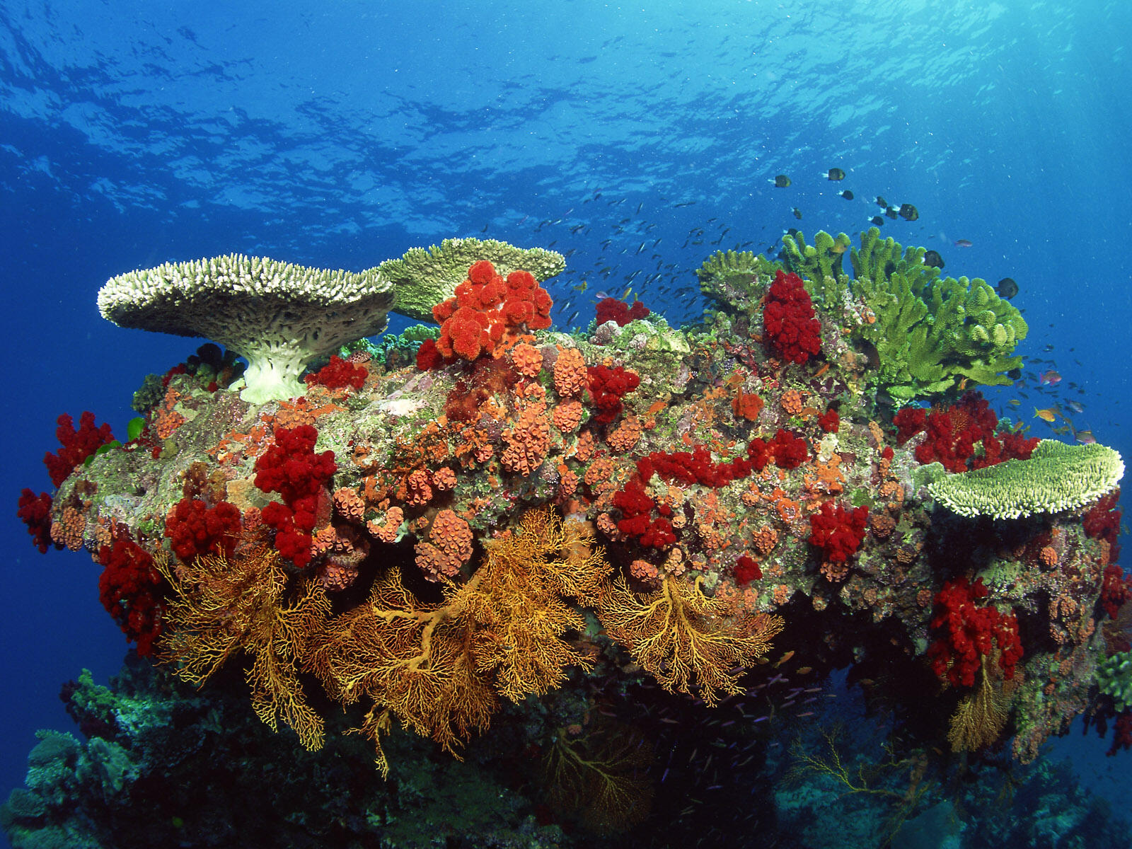 кораллы море водоросли