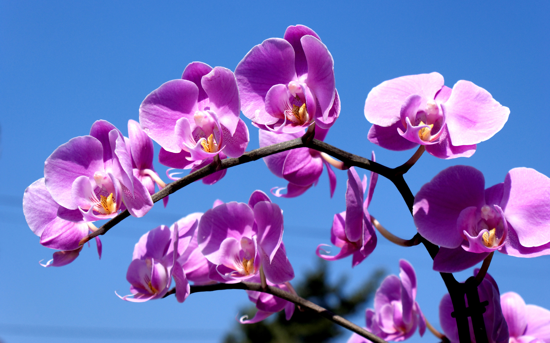 Wallpapers orchid branch petals on the desktop