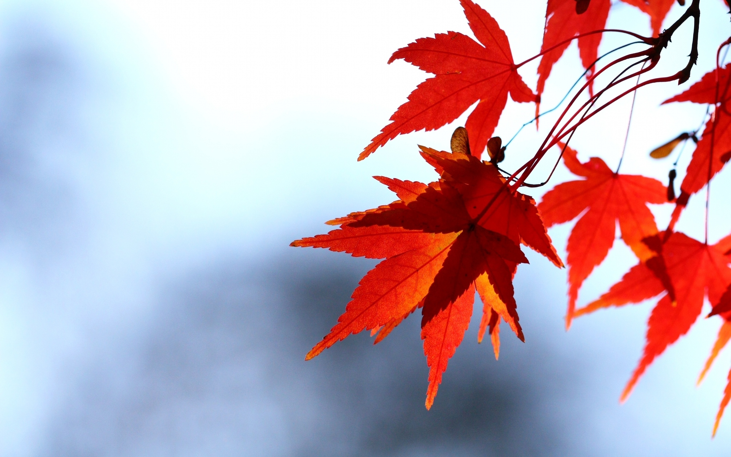 Обои осень листья красные на рабочий стол