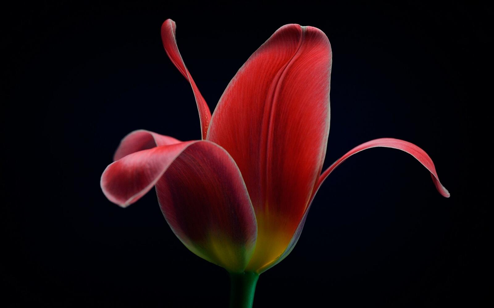 Wallpapers tulip petals red on the desktop