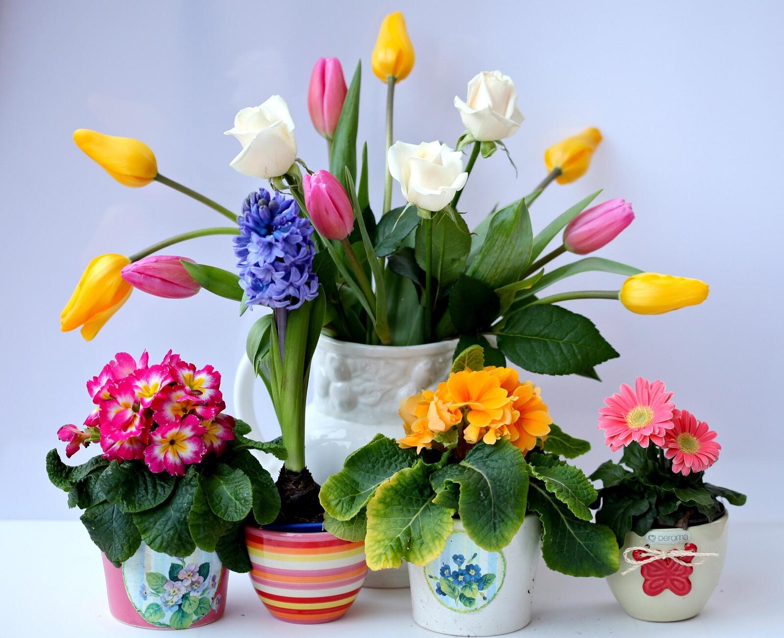 Обои ваза тюльпаны розы на рабочий стол
