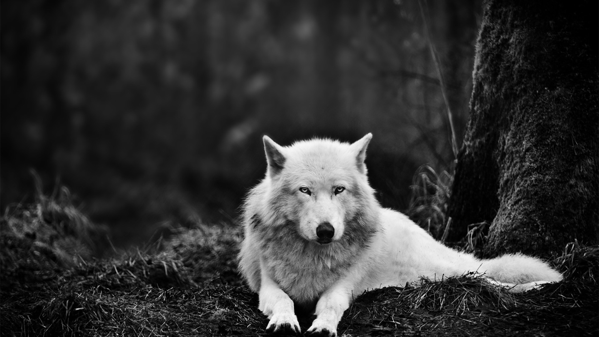 Wallpapers wolf white eyes on the desktop