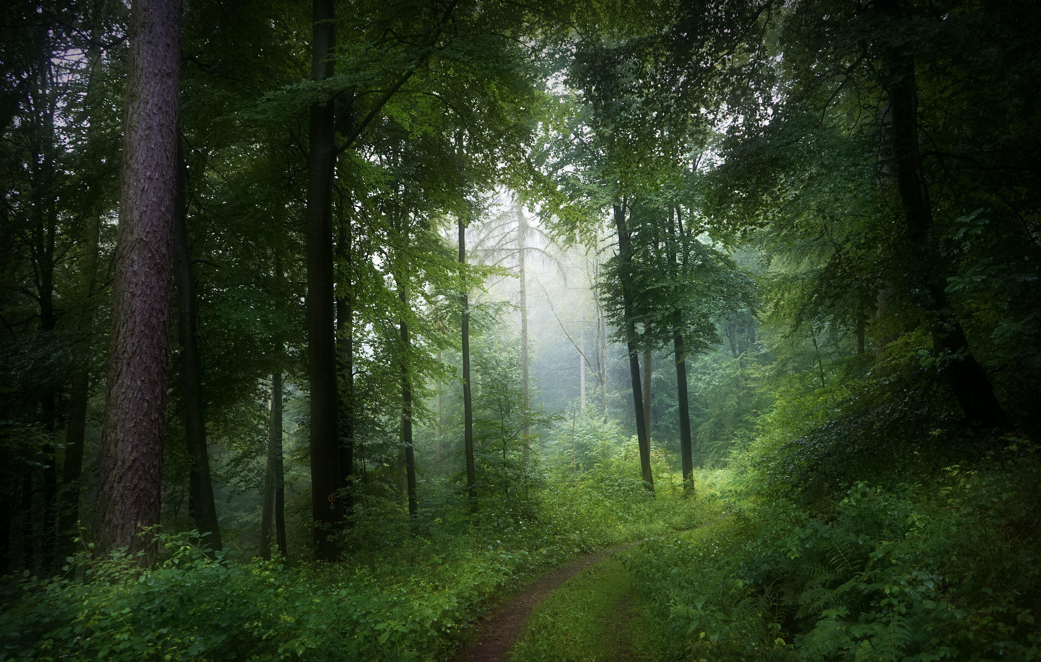 Фото бесплатно зеленые листья, туман в лесу, зеленая листва