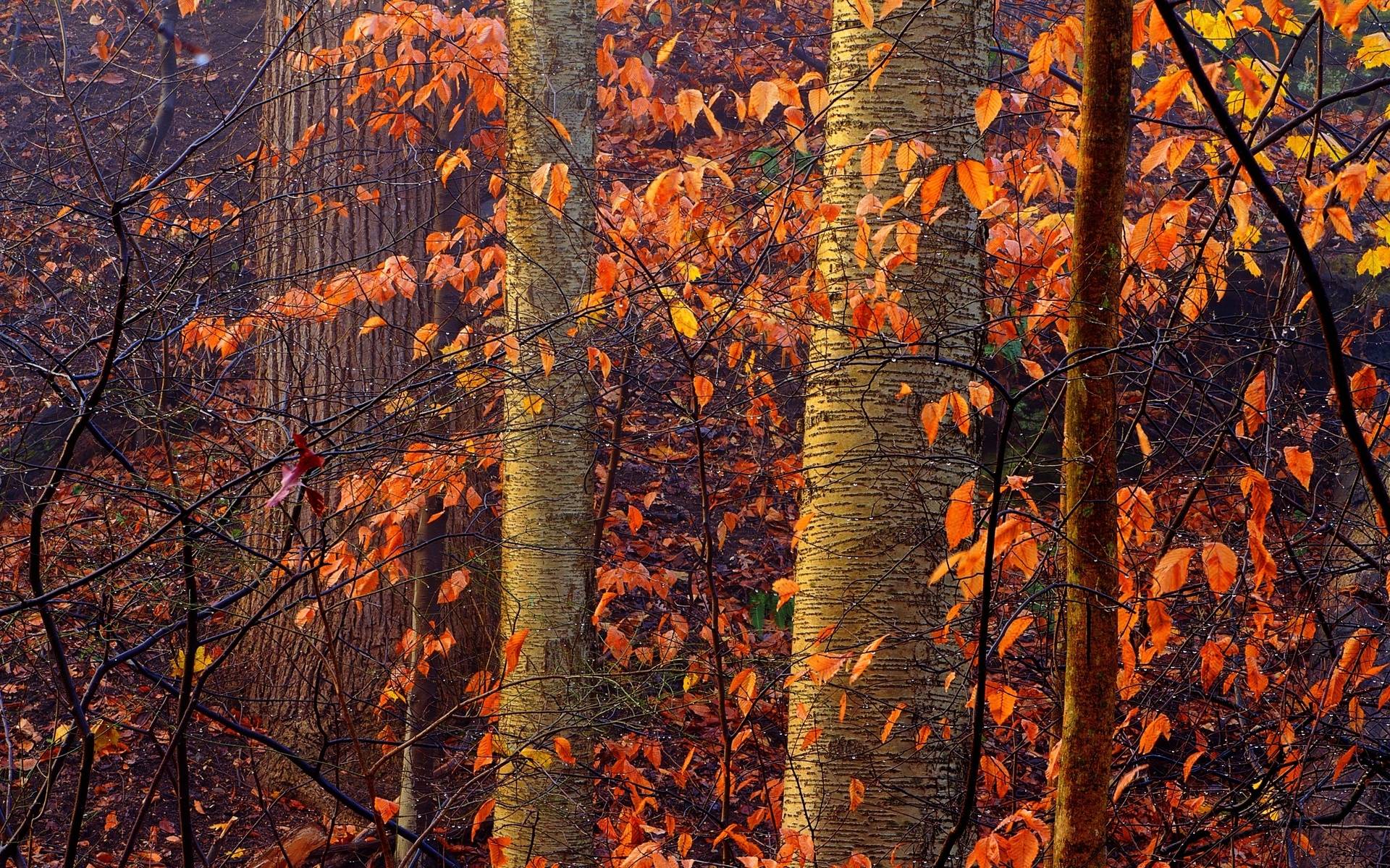 Wallpapers trunks foliage orange forest on the desktop