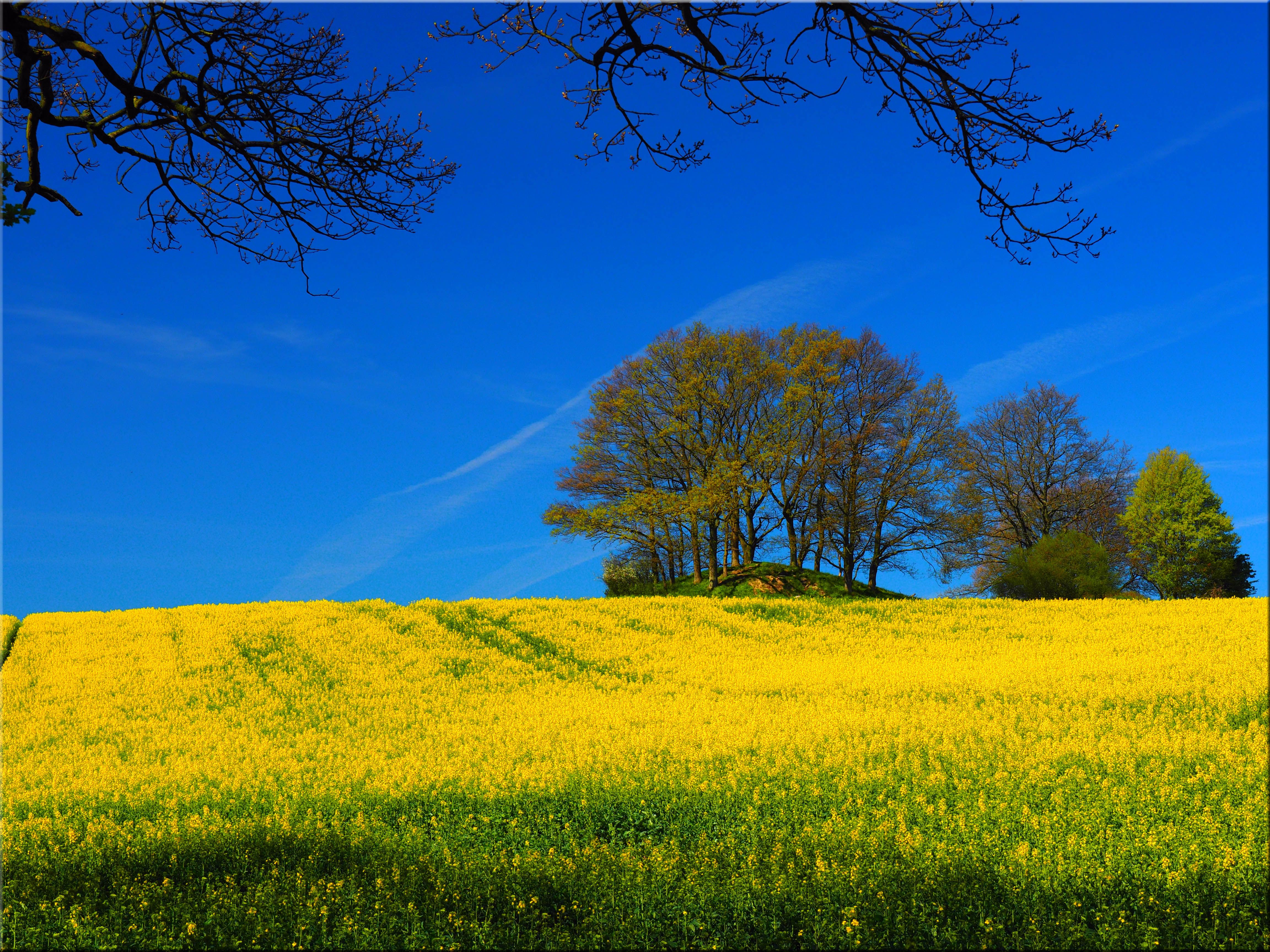 Фото бесплатно большое поле, желтое поле, деревья