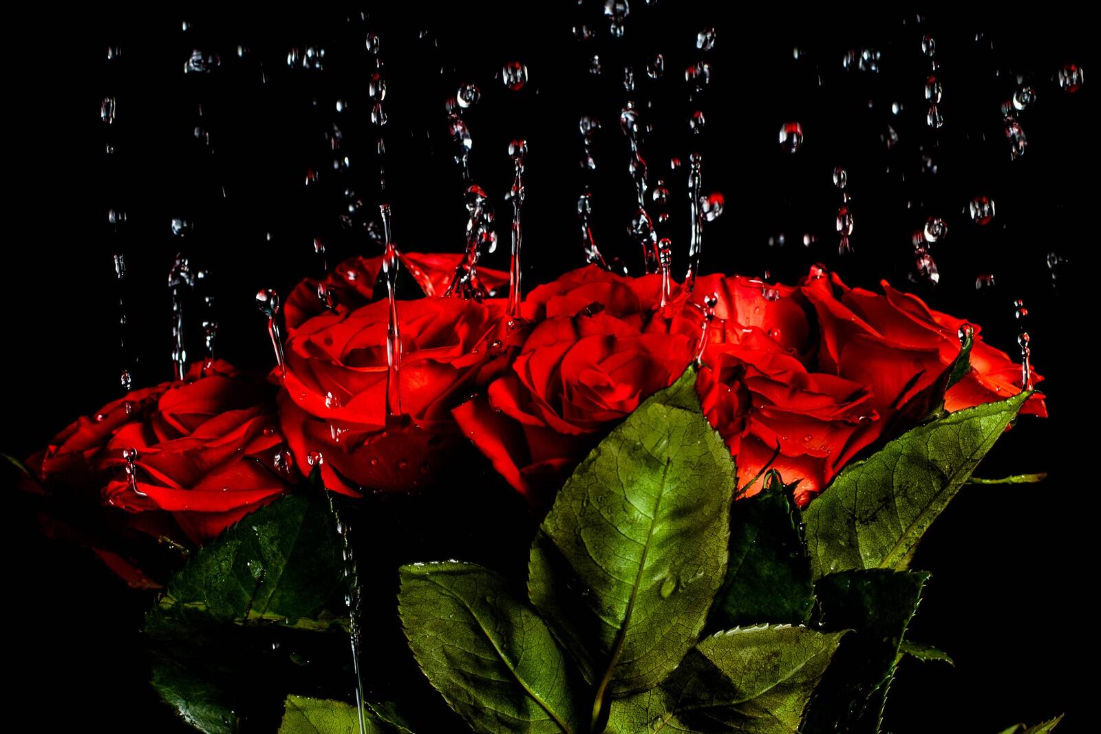 Обои роза брызги цветок на рабочий стол