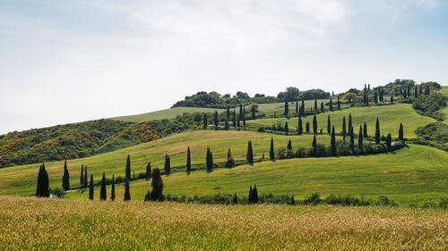 пейзажи газон Тоскана