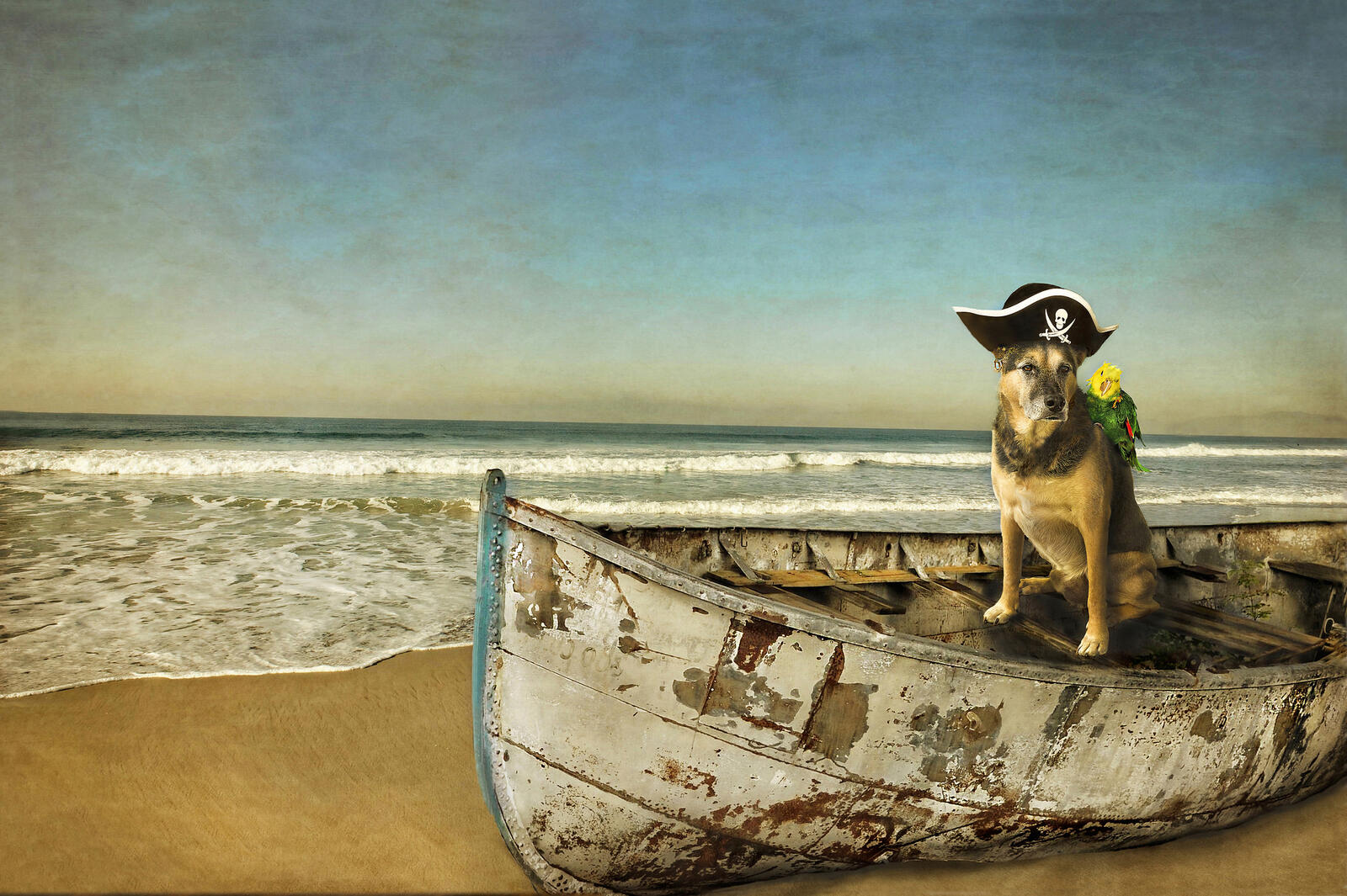 Wallpapers pirate dog shore on the desktop