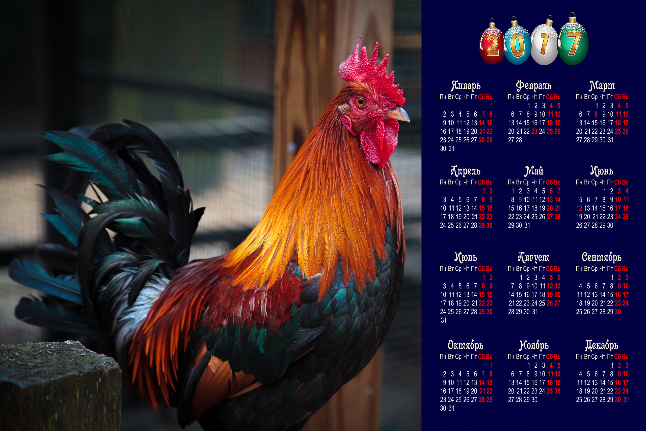 Wallpapers 2017 year of the Red Fiery Cock calendar for 2017 Rooster symbol of 2017 on the desktop