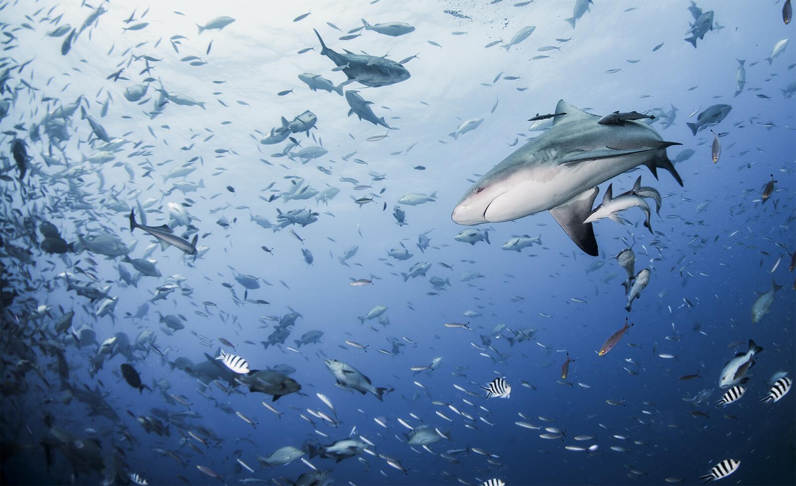 Wallpapers underwater world fish shark on the desktop