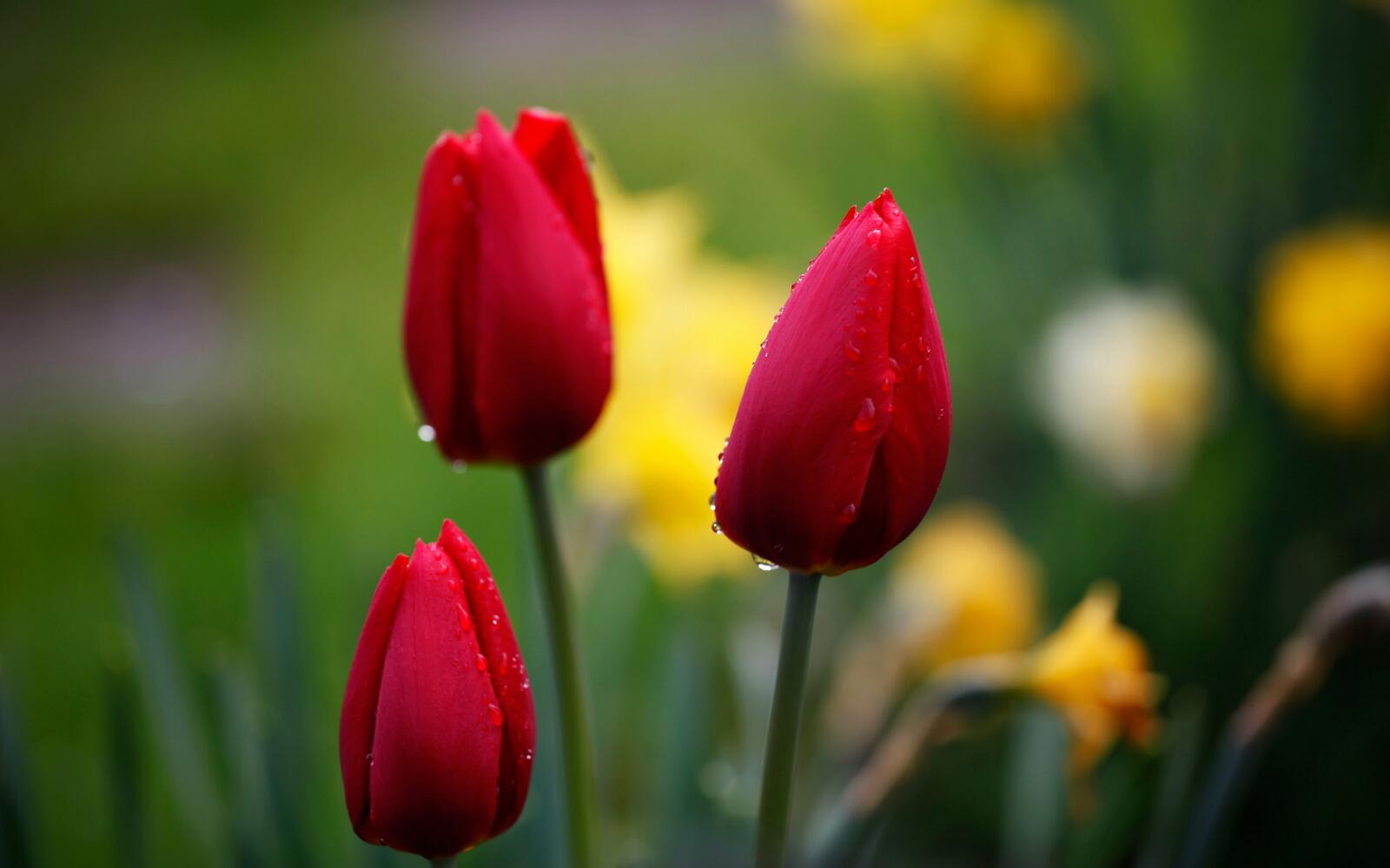 Wallpapers drops tulips red on the desktop