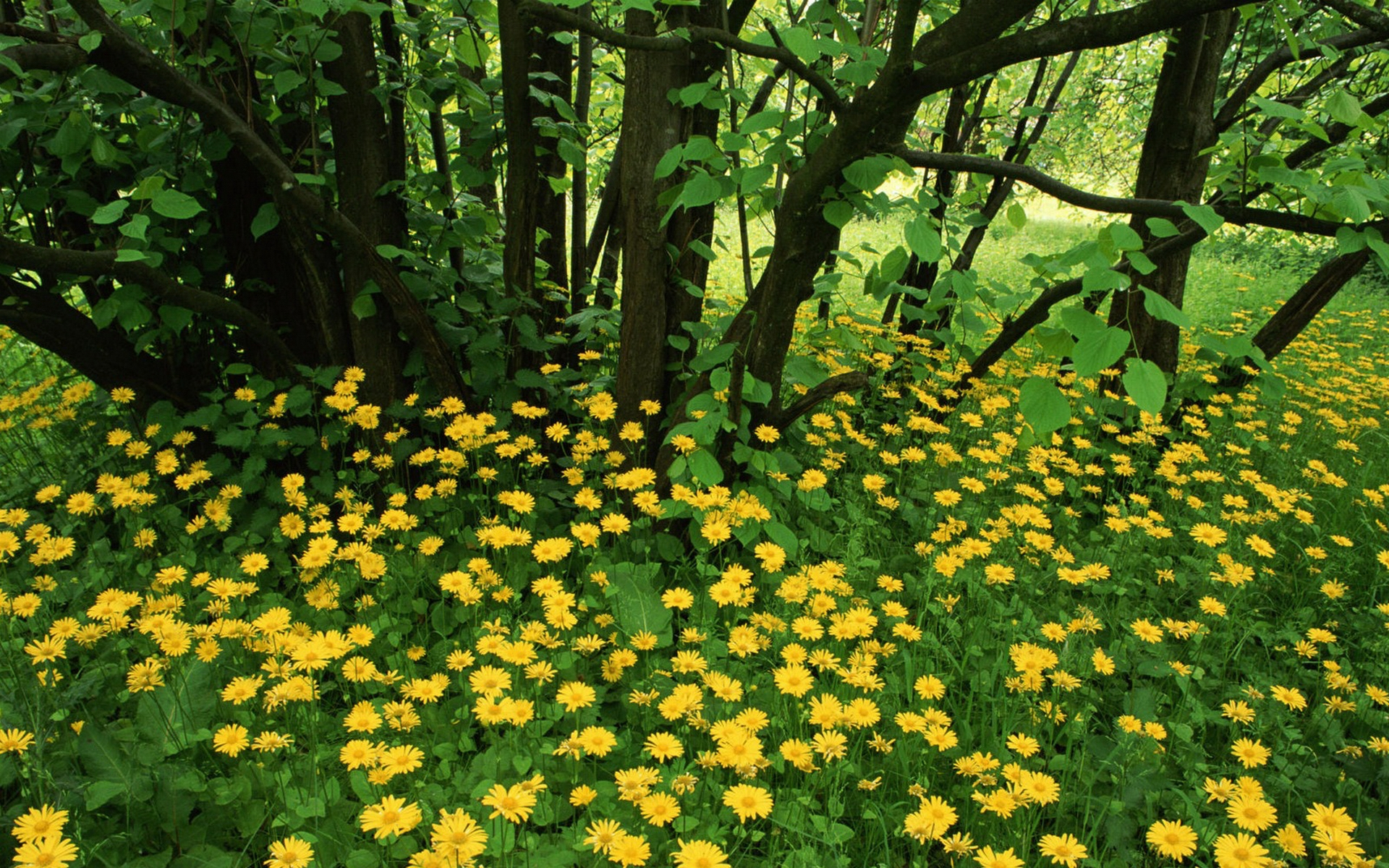 Wallpapers summer forest glade on the desktop