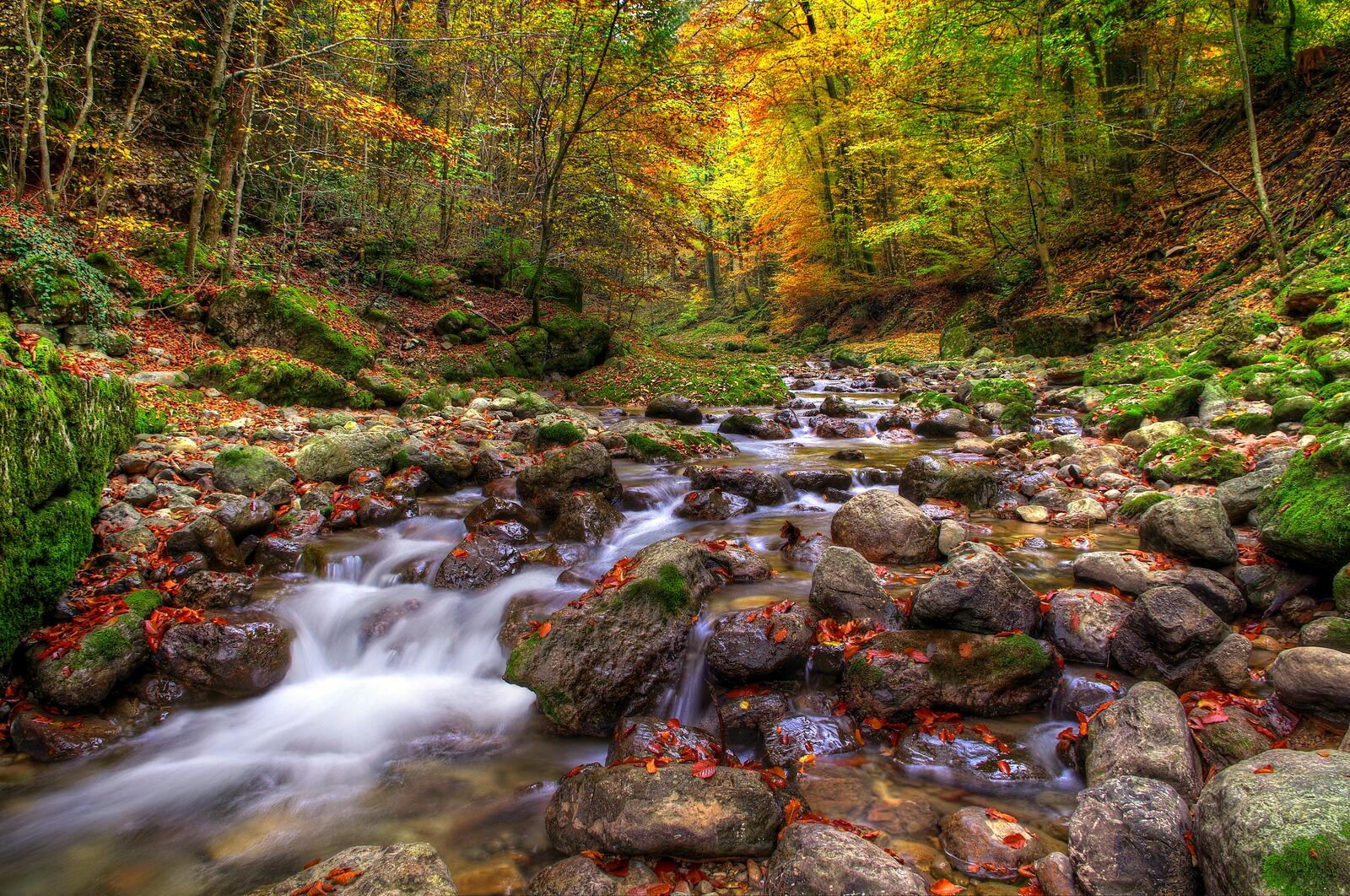 Wallpapers autumn stones in the water forest on the desktop