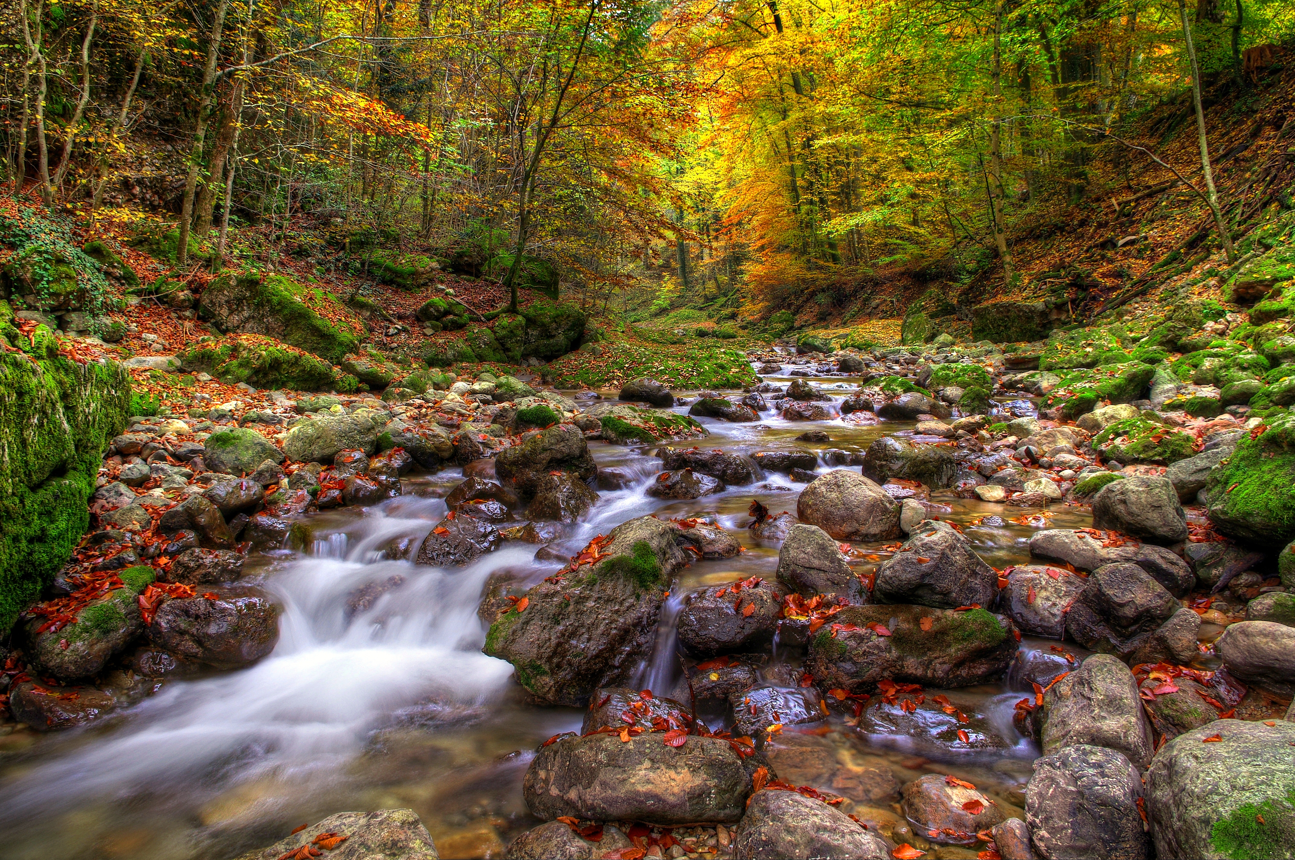 Фото бесплатно осень, камни в воде, лес