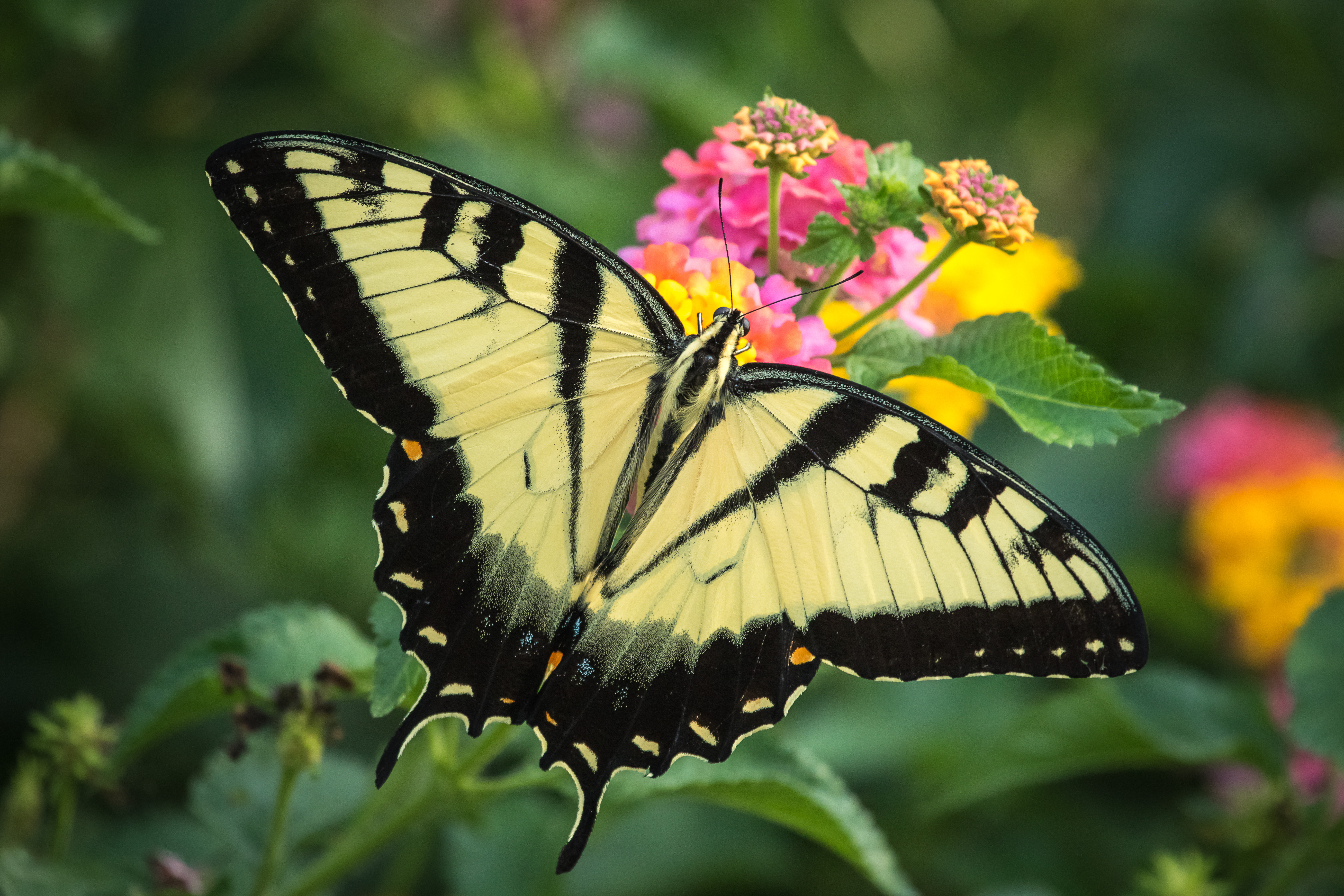 Фото бесплатно флора, цветок, крылья бабочки