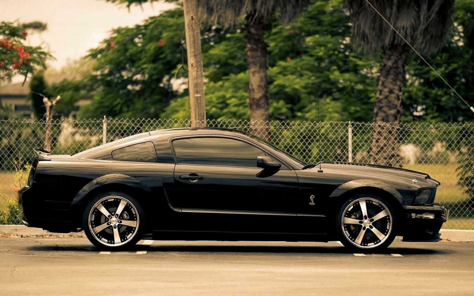 Wallpapers Ford Mustang Black on the desktop