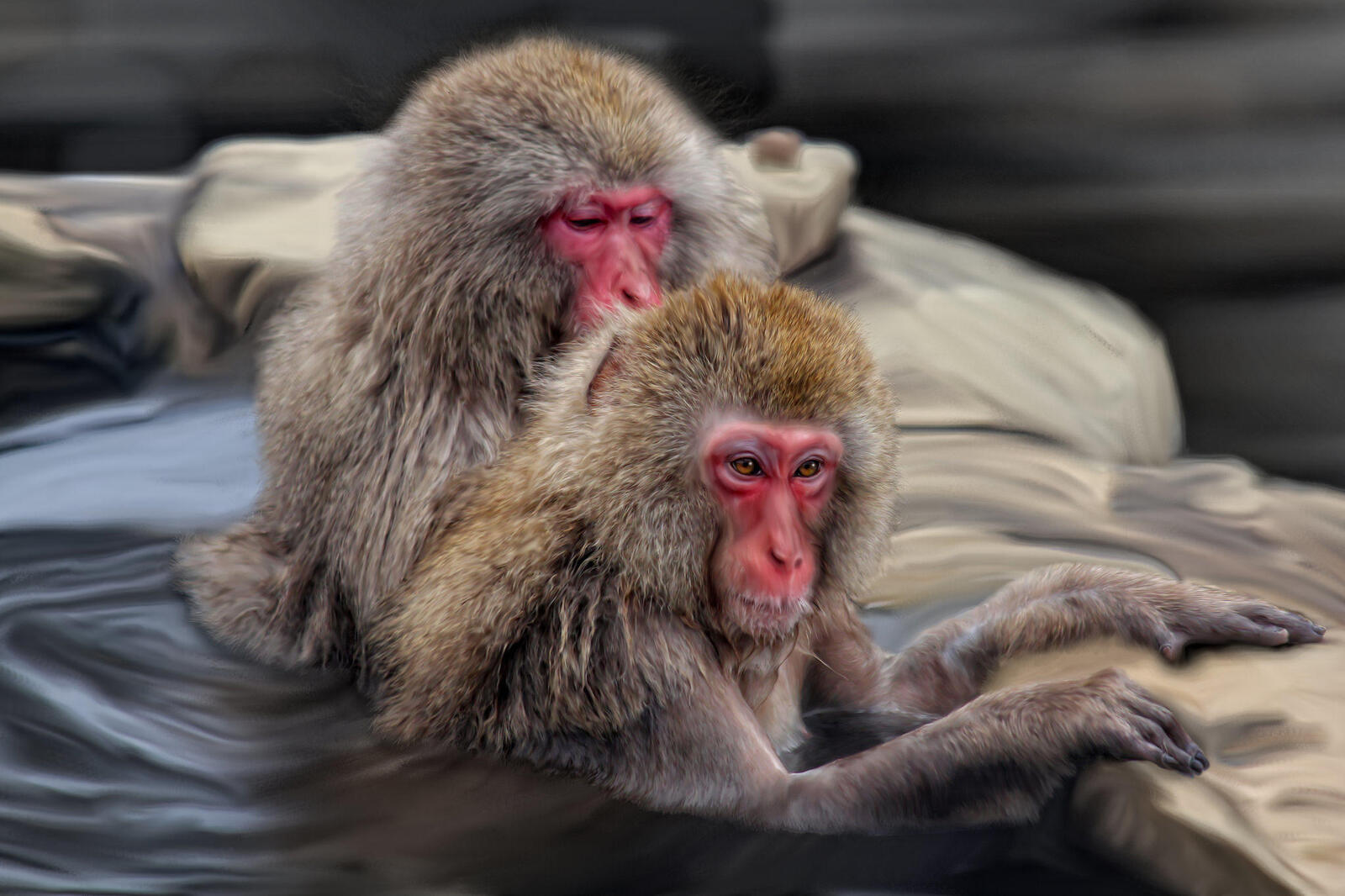 Обои обезьяны животные art на рабочий стол