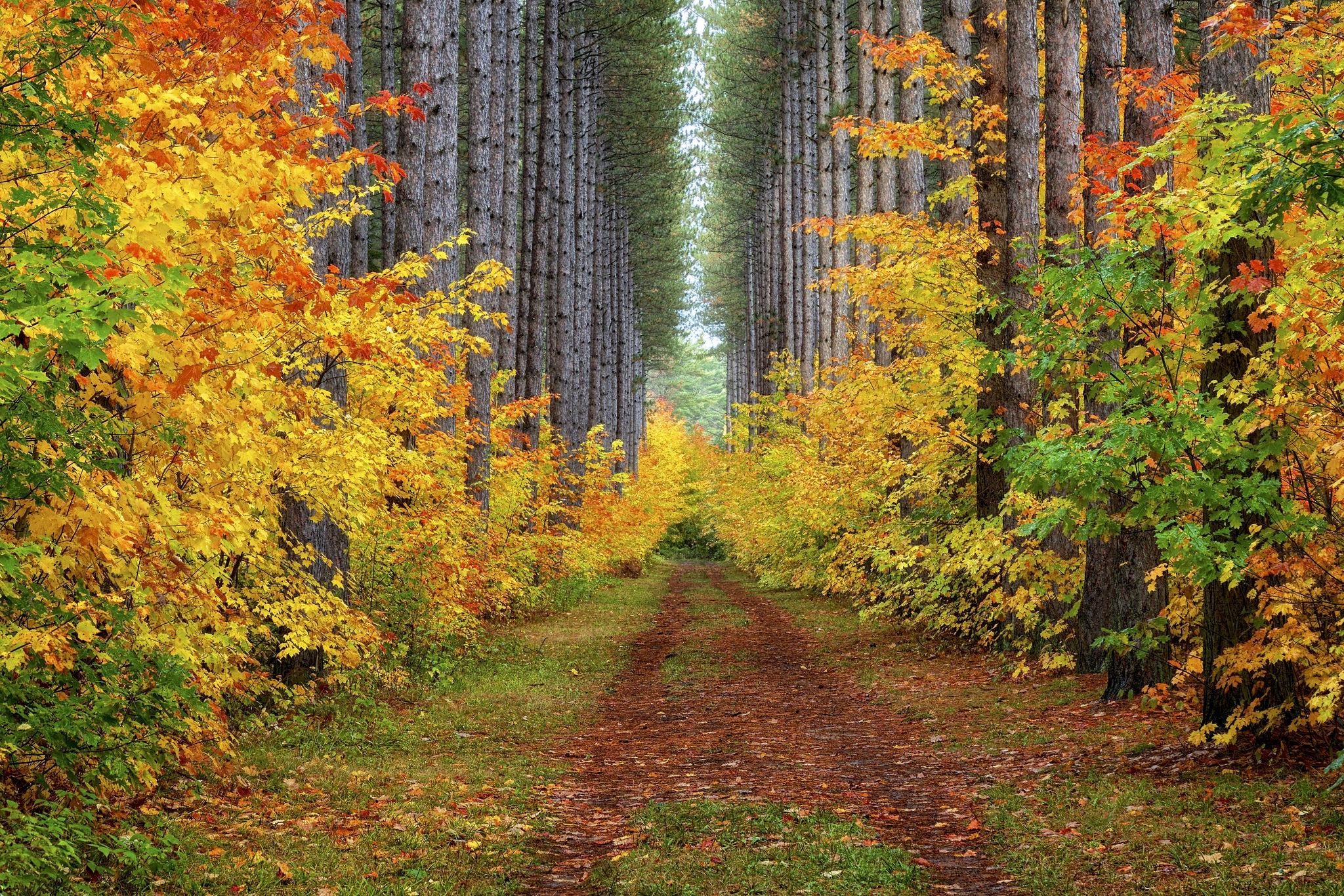 Осенний лес очень красивые. Лес словно Терем расписной лиловый золотой багряный. Осенний лес. Осень в лесу. Лес осенью.