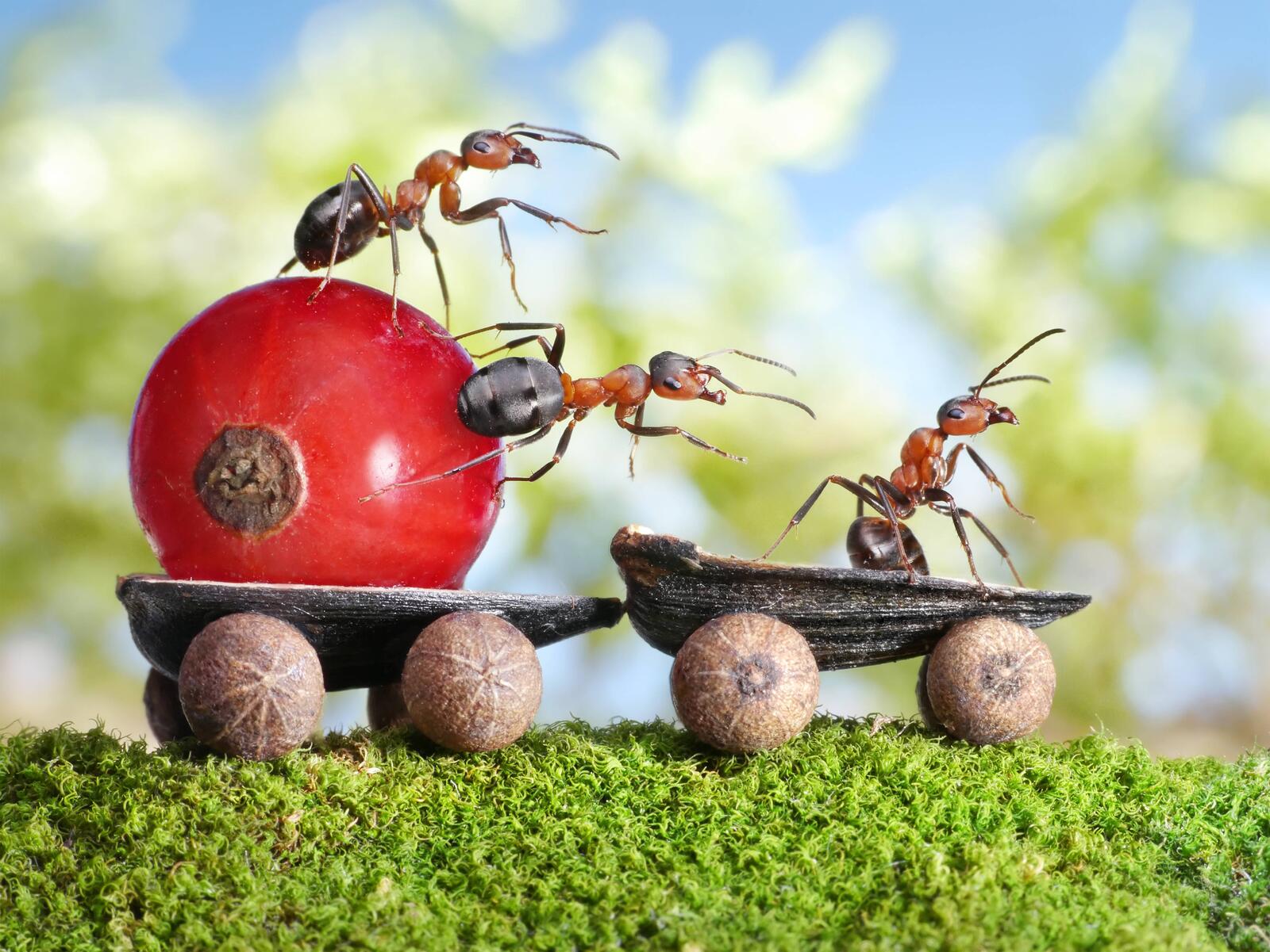 Wallpapers ants berry insects on the desktop
