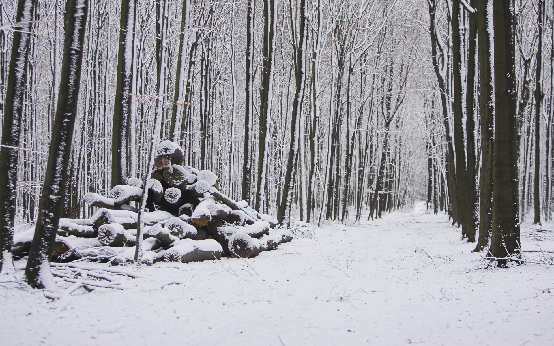 Wallpapers snow logs road on the desktop