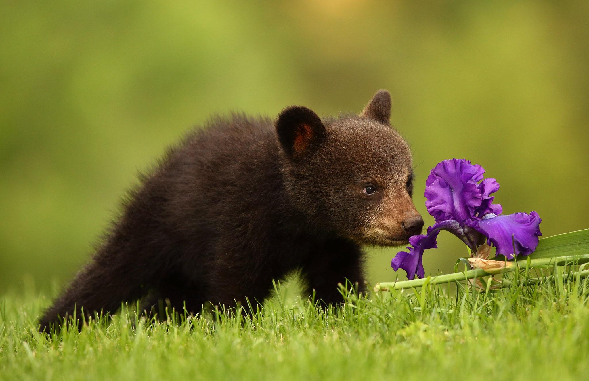 Обои ирис цветок медвежонок - бесплатные картинки на Fonwall