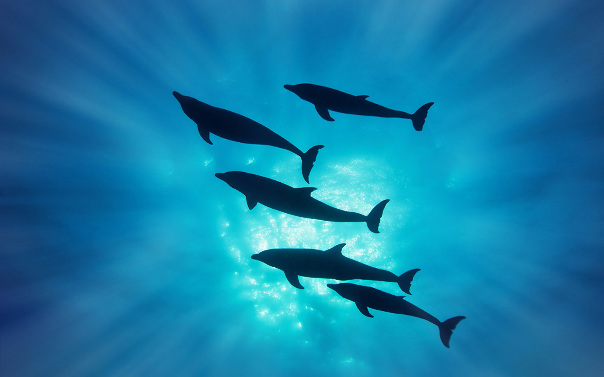 Фото бесплатно дильфины, плавники, хвосты