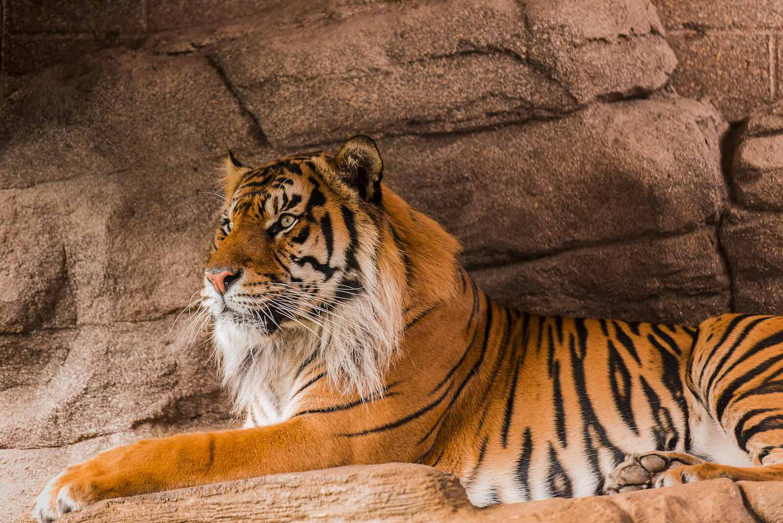 Обои тигр Sumatran tiger хищник на рабочий стол