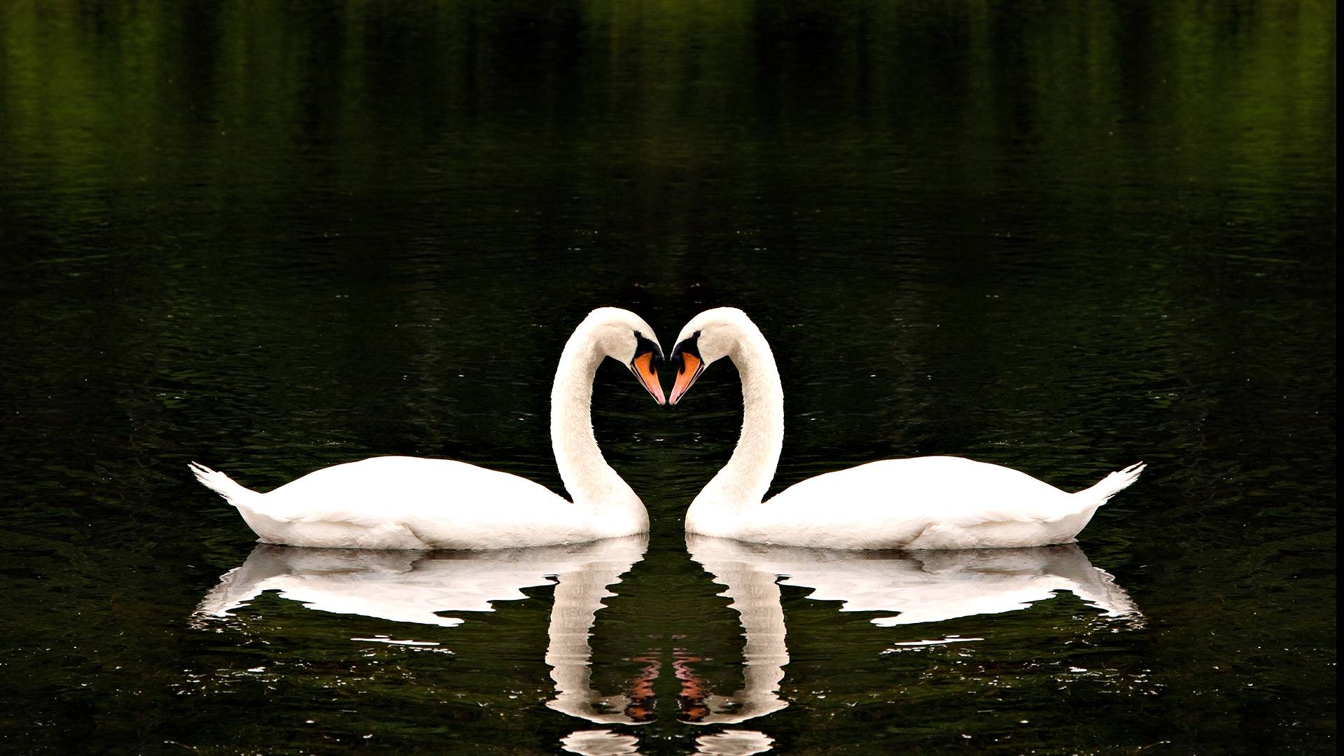 Wallpapers swans couple beaks on the desktop