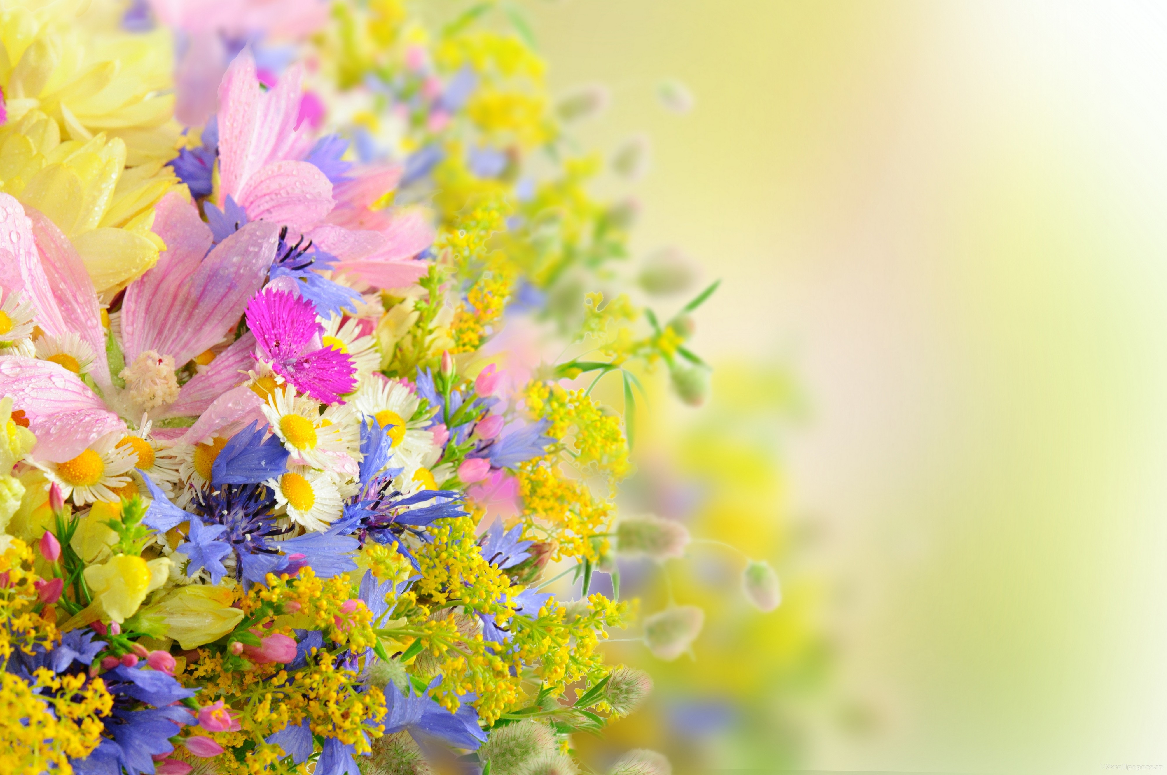 免费照片美丽的屏幕保护花卉，花束