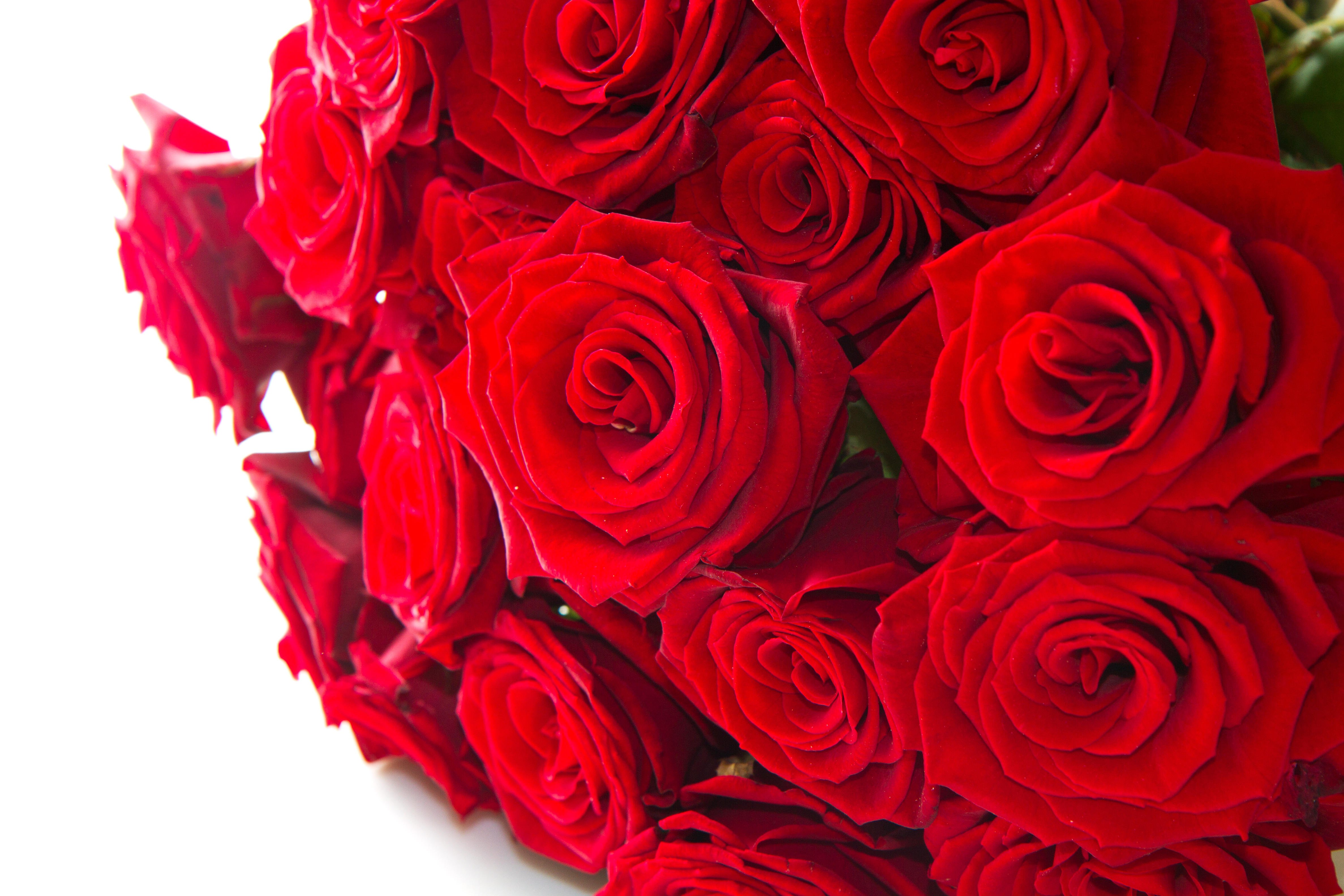 Wallpapers roses flowers red petals on the desktop