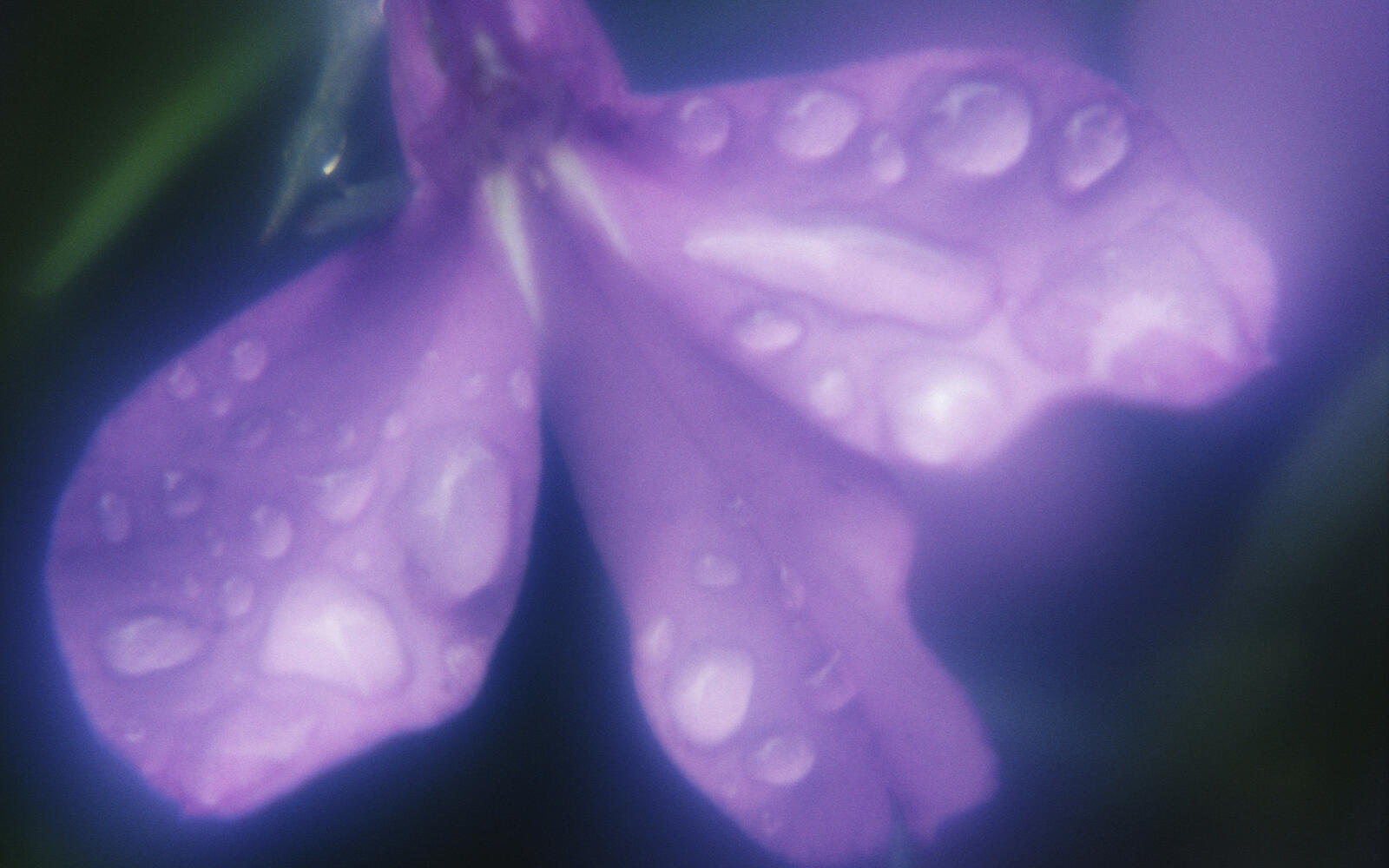 Wallpapers drops petals lilac on the desktop