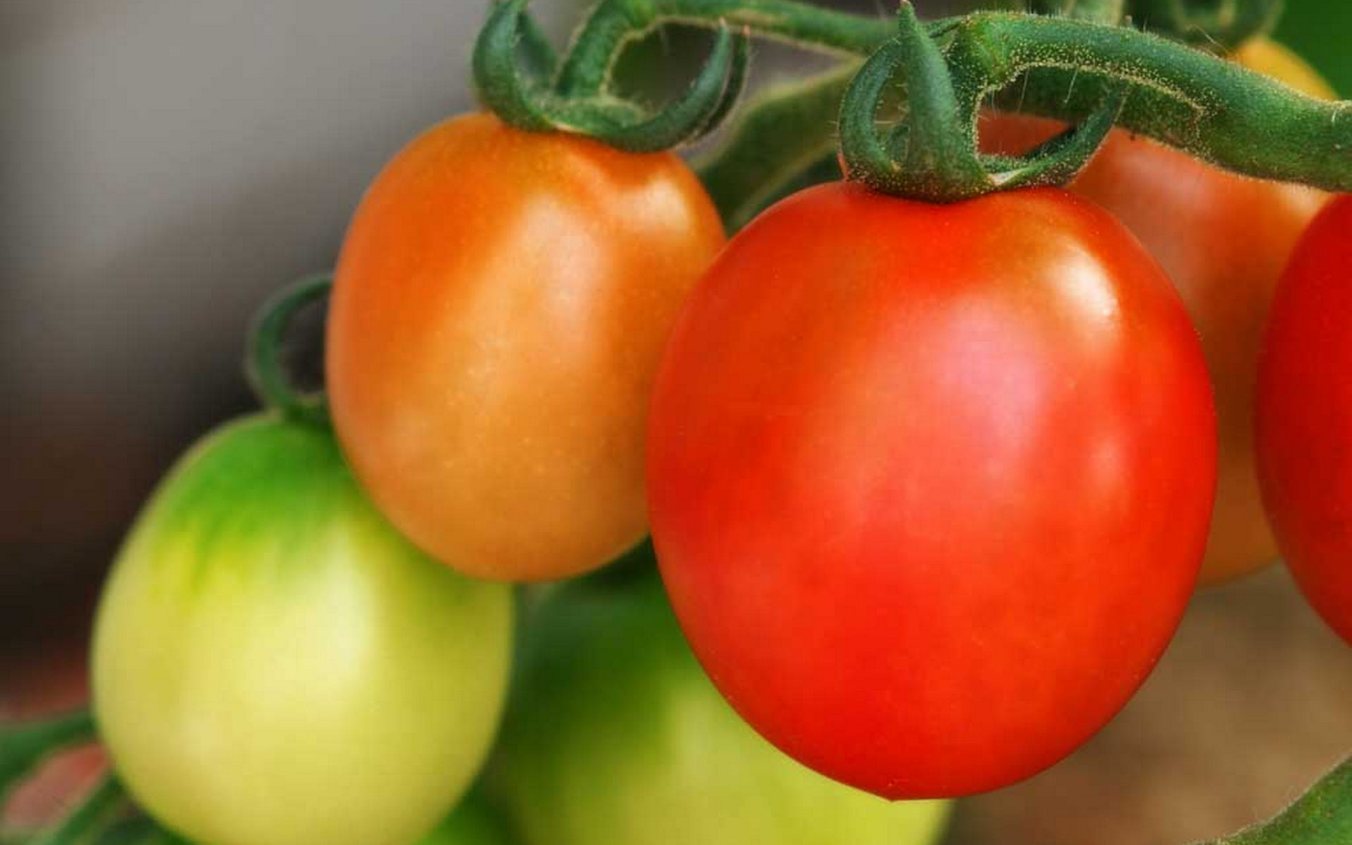 Wallpapers tomatoes vegetables green on the desktop