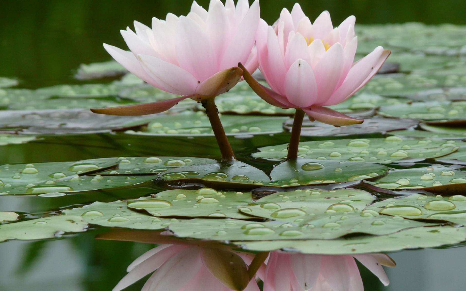 Кувшинка цветок природа вода озеро водяная лилия без смс
