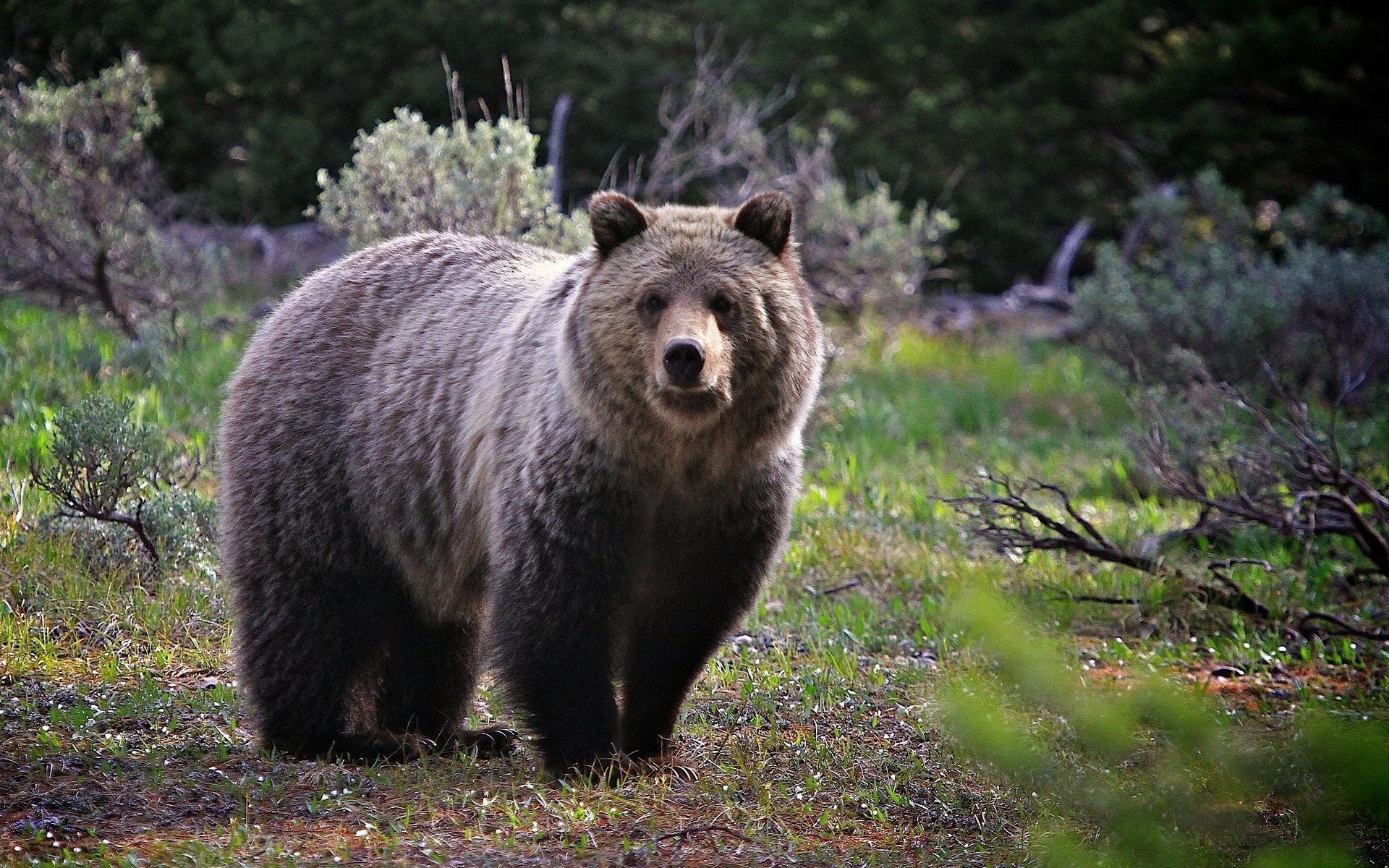 Фото бесплатно медведь, большой, природа