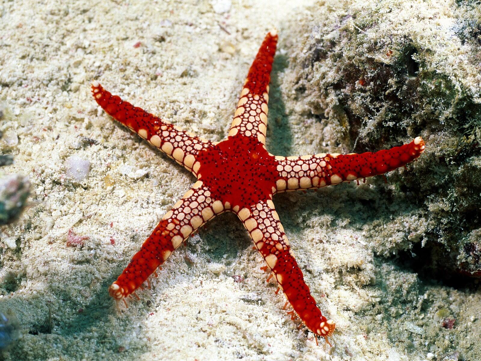 Wallpapers starfish sea asterisk on the desktop
