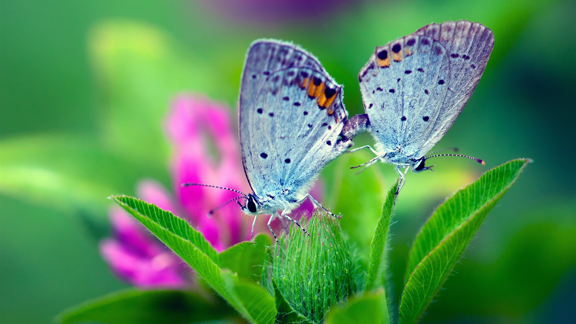 Wallpapers butterflies flower wings on the desktop