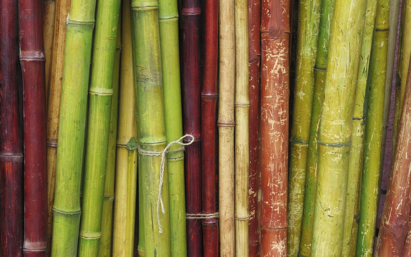 Wallpapers bamboo trunks plant on the desktop