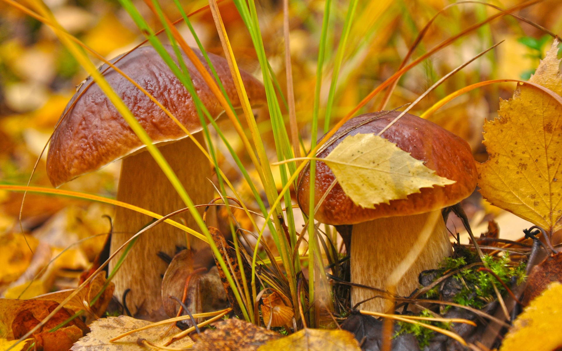 Фото бесплатно грибы, лес, трава