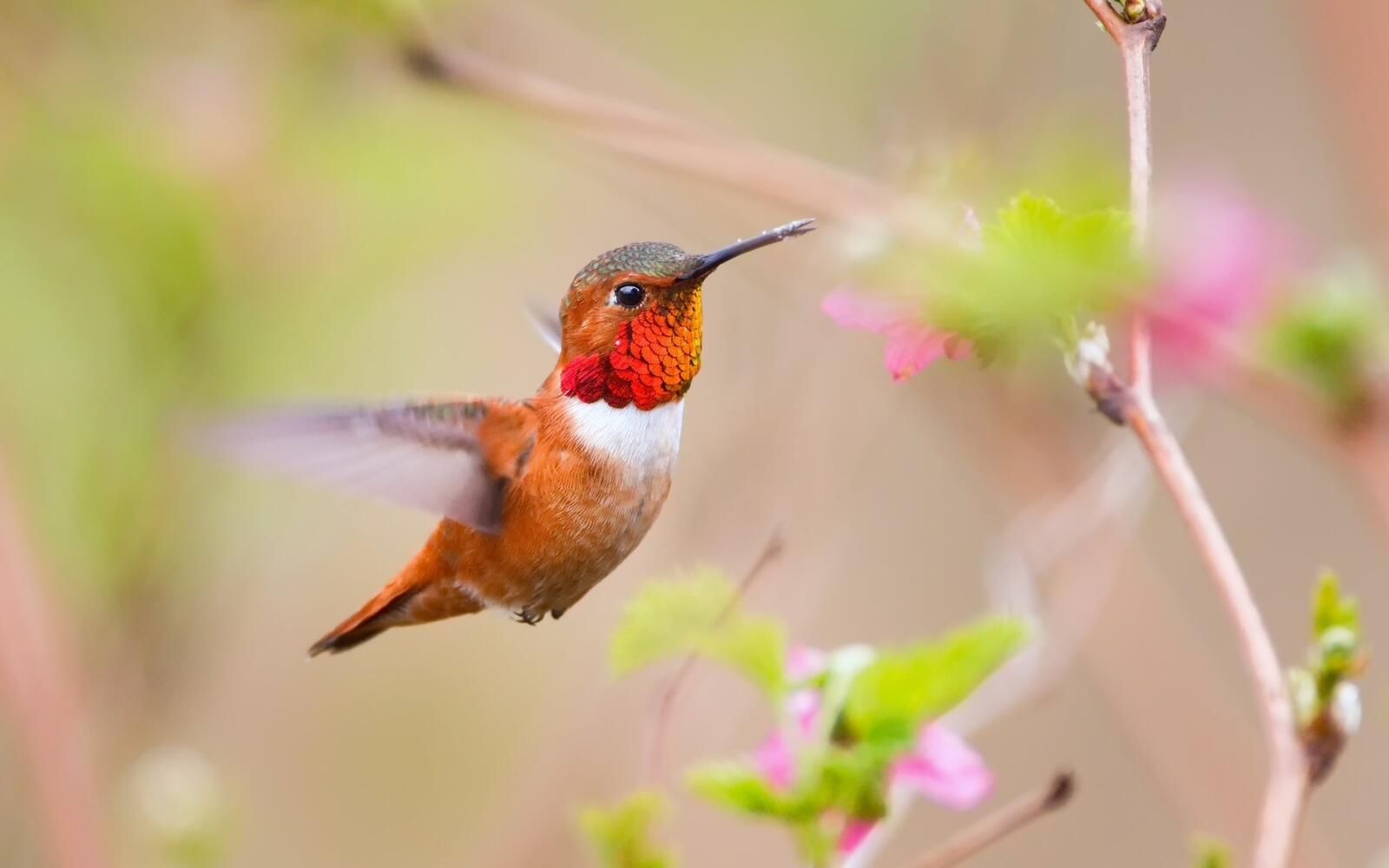 Wallpapers hummingbird beak wings on the desktop