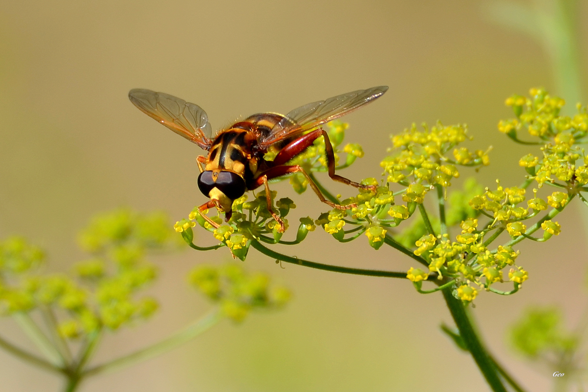 Фото бесплатно мед, насекомое, цветы
